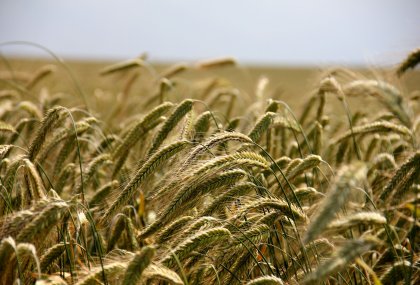 Tarım Ürünleri | Agricultural Product